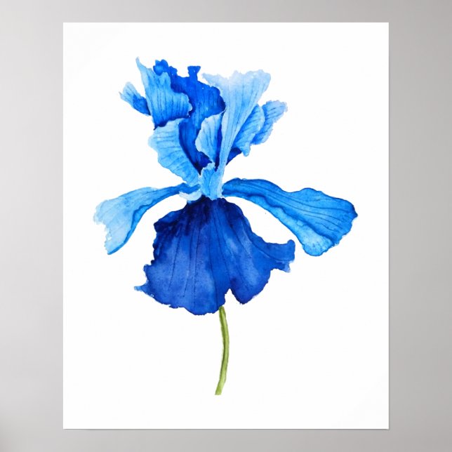 Póster una acuarela azul de iris (Frente)