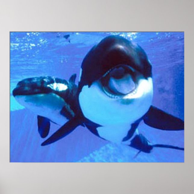 Póster Una ballena de un tiempo (Frente)