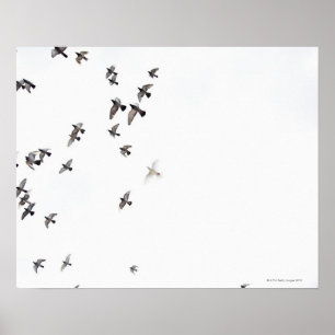 Póster Una bandada de pájaros está volando en el cielo