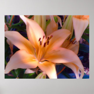 Póster Una bella Naranja Lily