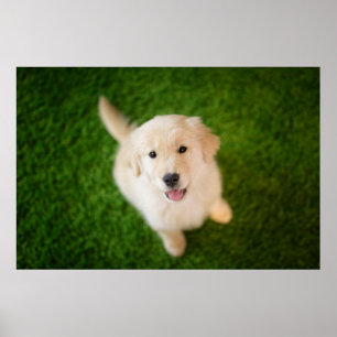 Póster Una cachorro dorada en el césped