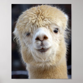 Póster Una cara adorable y esponjosa de una alpaca