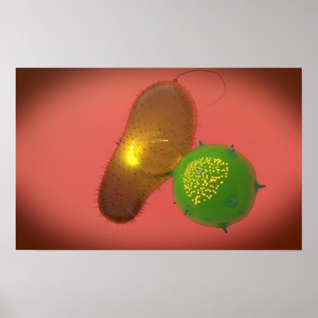 Póster Una Célula Asesina Natural Inyecta Toxina (Frente)