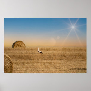 Póster Una cigüeña blanca