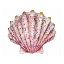 Una concha de invertebrado rosa
