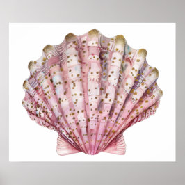 Póster Una concha de invertebrado rosa