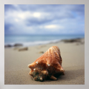 Póster Una concha Shell en el St. Croix, Usvi de la playa