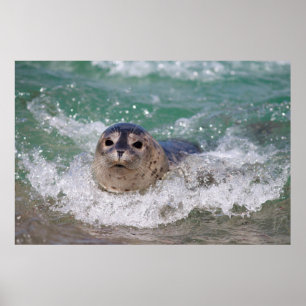 Póster Una cría de foca surfeando