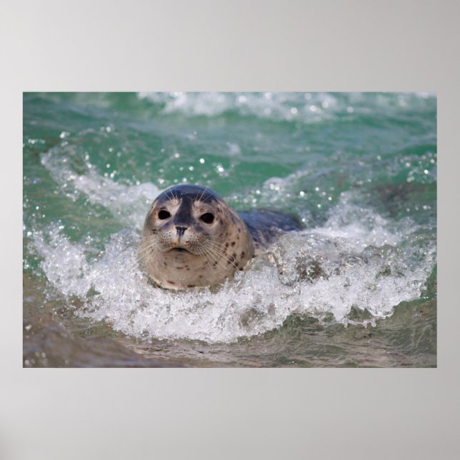 Póster Una cría de foca surfeando (Frente)