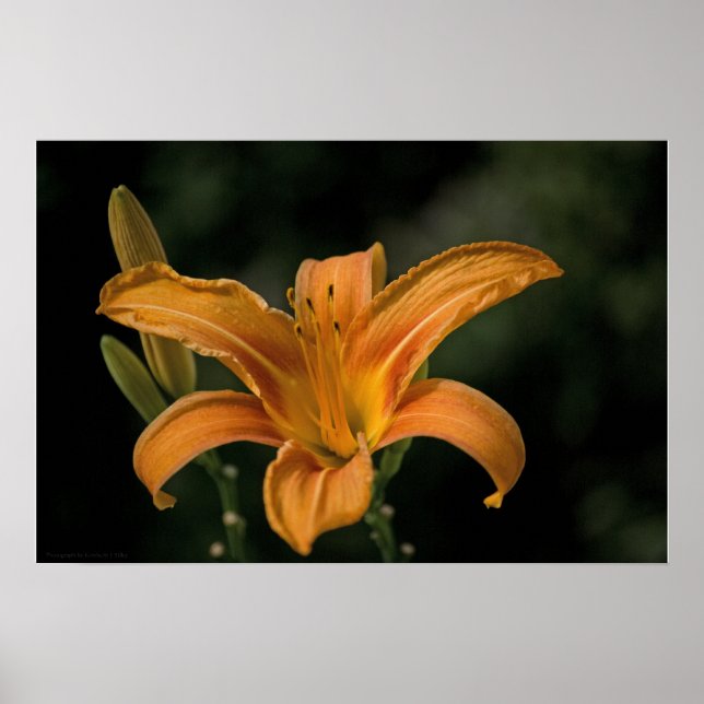 Póster Una delicia de jardín impresa (Frente)