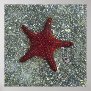 Póster Una estrella de mar roja el   las Islas Galápagos,