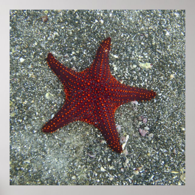 Póster Una estrella de mar roja | Galápagos, Ecuador (Frente)