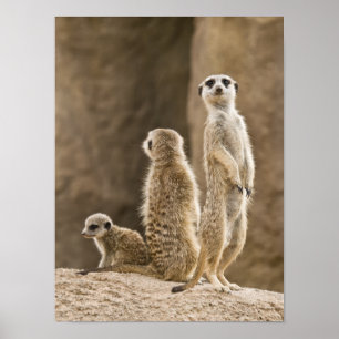 Póster Una familia de Meerkats
