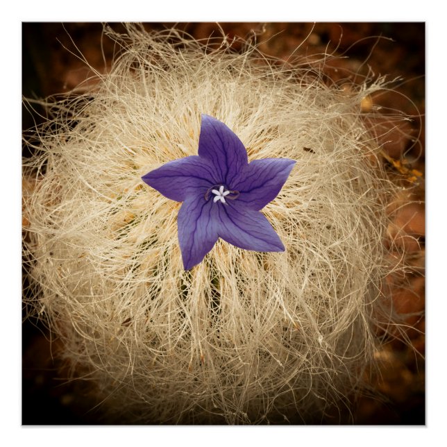 Póster Una flor (Anverso)