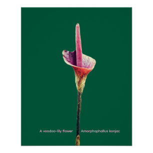Póster Una flor de lirio-voodoo