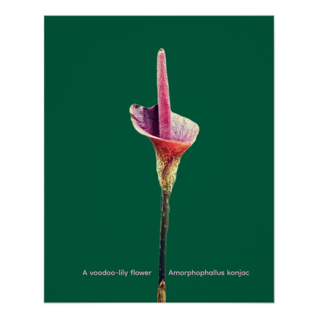Póster Una flor de lirio-voodoo (Anverso)