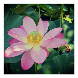 Póster Una flor de loto vibrante