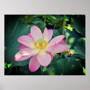 Póster Una flor de loto vibrante