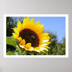 Póster Una flor más grande de Sun