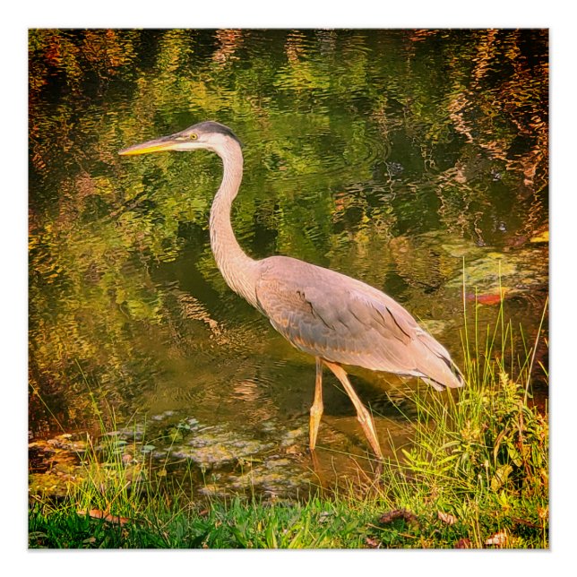 Póster Una garza azul (Anverso)