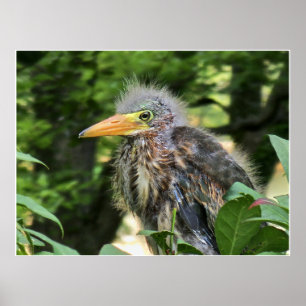 Póster Una garza verde