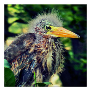 Póster Una garza verde bebé