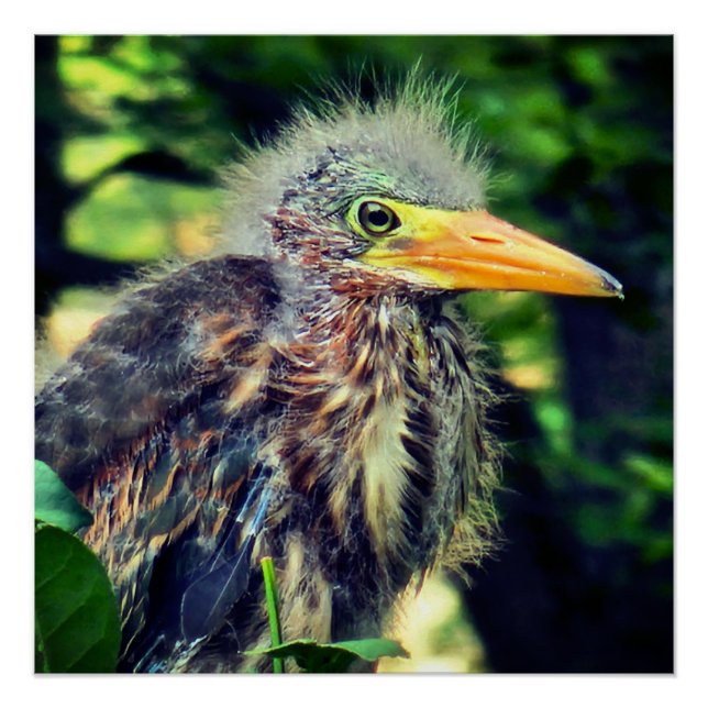 Póster Una garza verde bebé (Anverso)