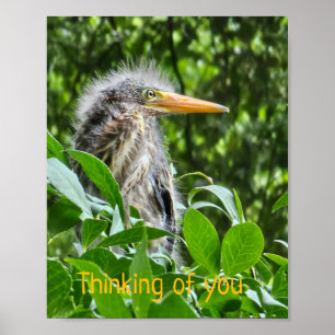 Póster Una garza verde. Pensando en ti