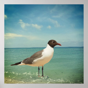 Póster Una gaviota