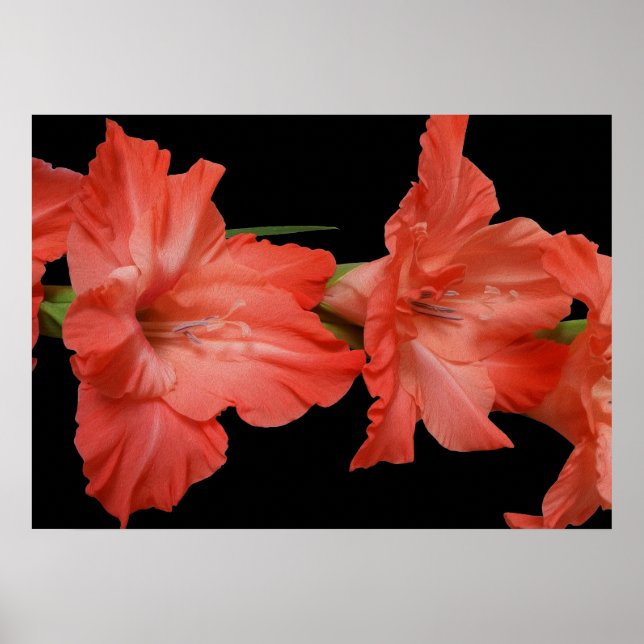 Póster una gladiola rosa (Frente)
