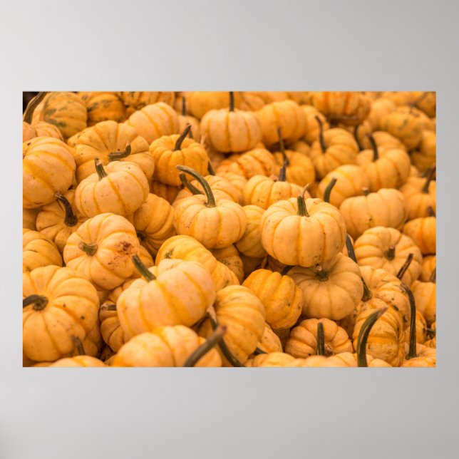 Póster Una gran cantidad de calabazas (Frente)