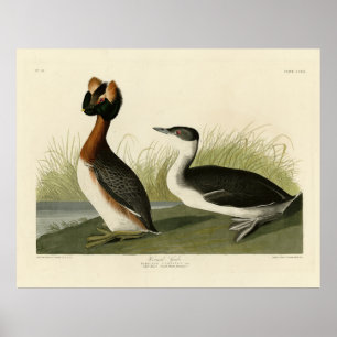 Póster Una grieta de cuerno de los pájaros de América de