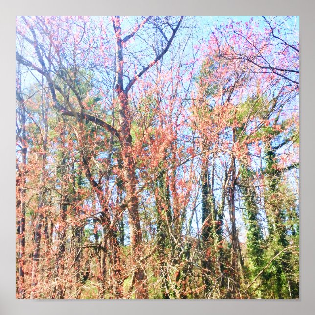 Póster Una hermosa escena forestal en primavera (Frente)