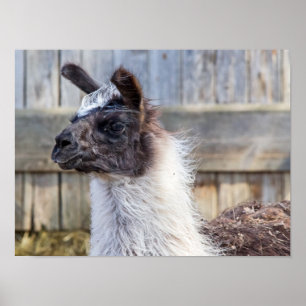 Póster Una Llama Feliz