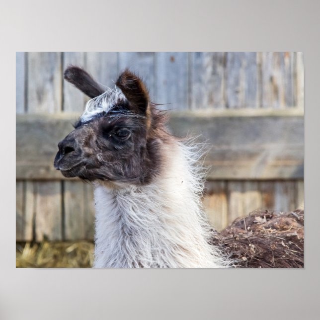 Póster Una Llama Feliz (Frente)