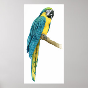 Póster Una macaw Verde azulada