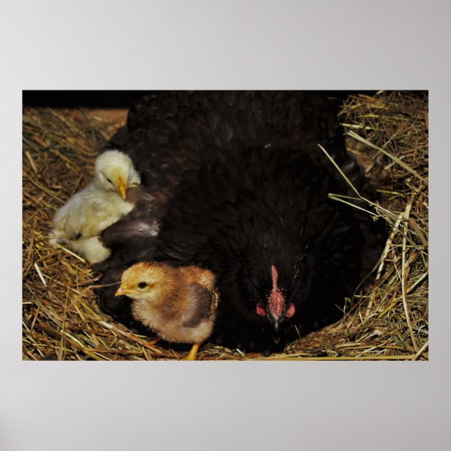 Póster Una mamá y sus chichas (Frente)