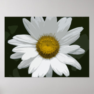 Póster Una margarita blanca