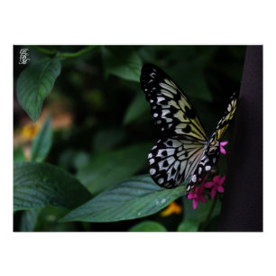 Póster Una mariposa amarilla sobre flores rosadas