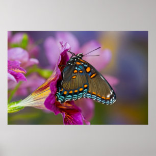 Póster Una mariposa cola de golondrina