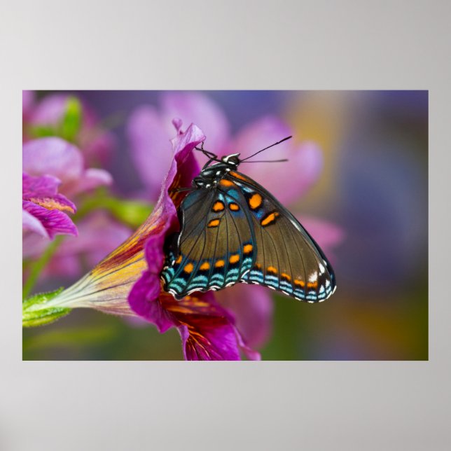 Póster Una mariposa cola de golondrina (Frente)