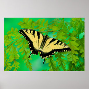 Póster Una mariposa cola de golondrina aterrizando