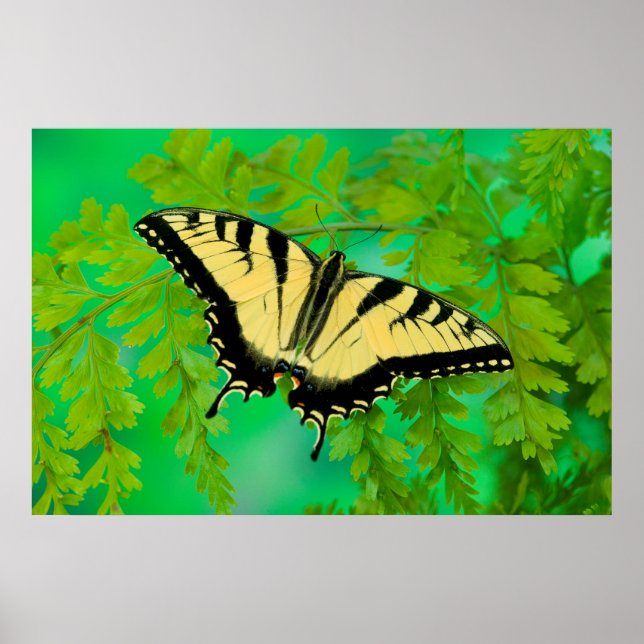 Póster Una mariposa cola de golondrina aterrizando (Frente)
