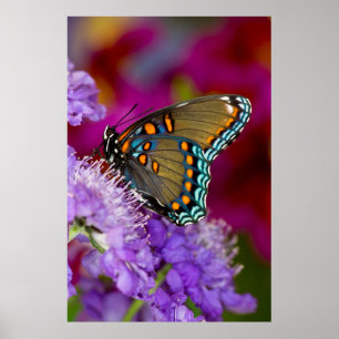 Póster Una mariposa cola de golondrina de la especia