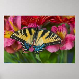 Póster Una mariposa cola de golondrina tigre