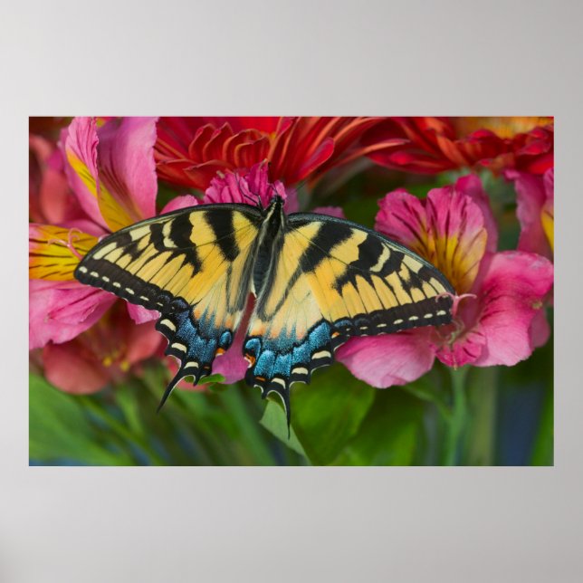 Póster Una mariposa cola de golondrina tigre (Frente)