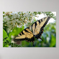 Una mariposa con alas amarillas y negras
