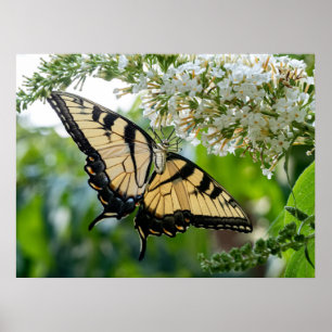 Póster Una mariposa con alas amarillas y negras