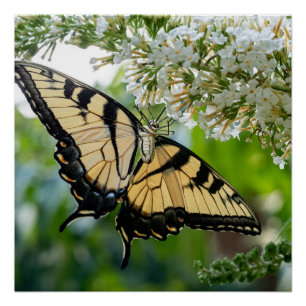 Póster Una mariposa con alas amarillas y negras