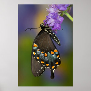 Póster Una mariposa de azufre
